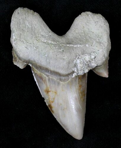 Otodus Shark Tooth Fossil - Eocene #22666